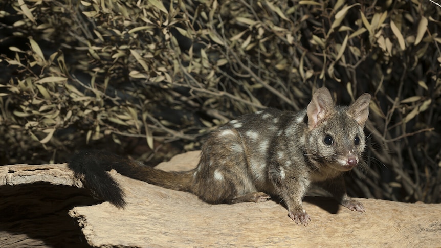 A spotted native marsupial, the chuditch or western quoll sitting on a rock in the bush.