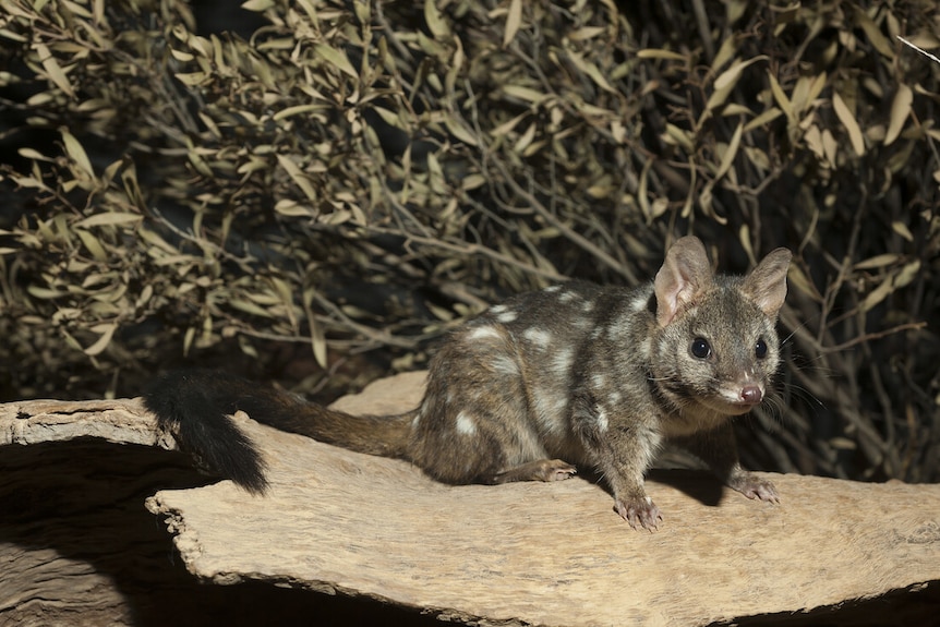 A spotted native marsupial, the chuditch or western quoll sitting on a rock in the bush.
