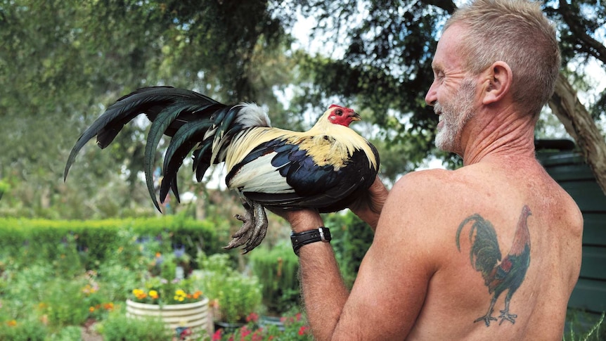 A man with a rooster tattoo on his back lovingly holds his rooster