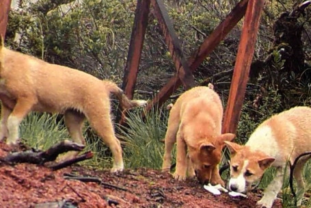 Three Highland Wild Dog pups sniff a scent near a camera trap.