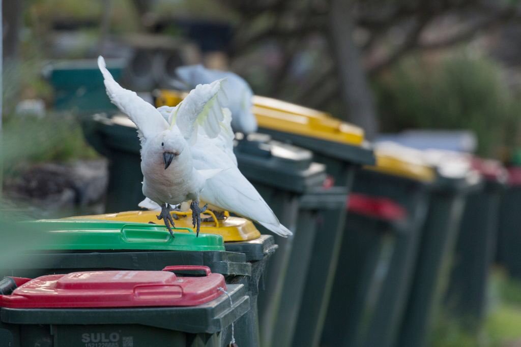 Sulphurcrested cockatoos raiding wheelie bins are (annoying) examples