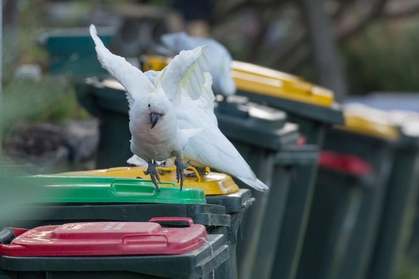 A cockatoo launches itself off a suburban wheelie bin