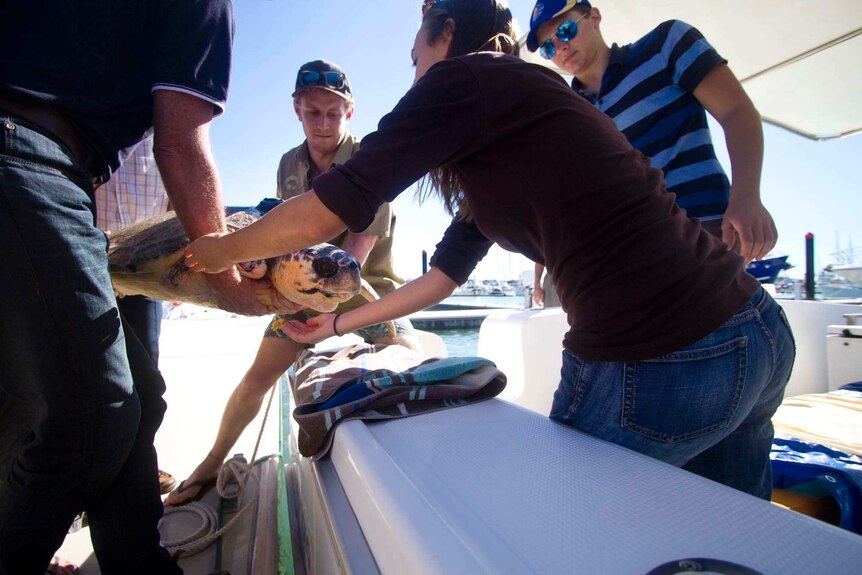 Amanda the loggerhead turtle is lifted onto a boat