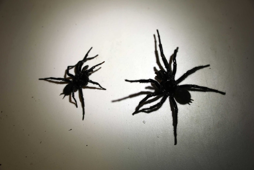 One large and one smaller black funnel web spider seen from above.