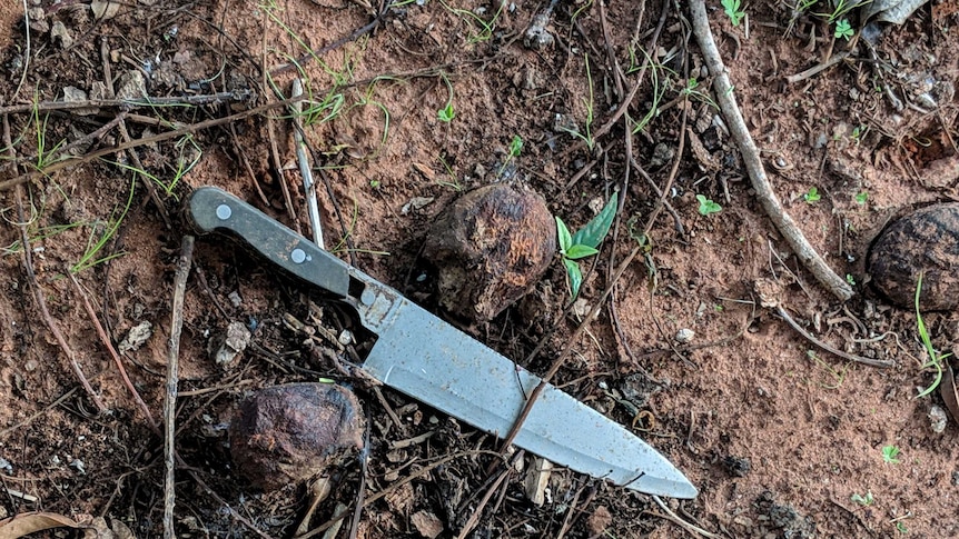 A knife found in the backyard of government housing property in Broome