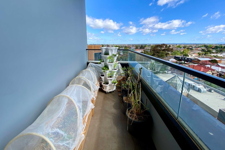 A north-facing Melbourne balcony garden showing netting over pots and stacked planter system, an urban vegetable garden.