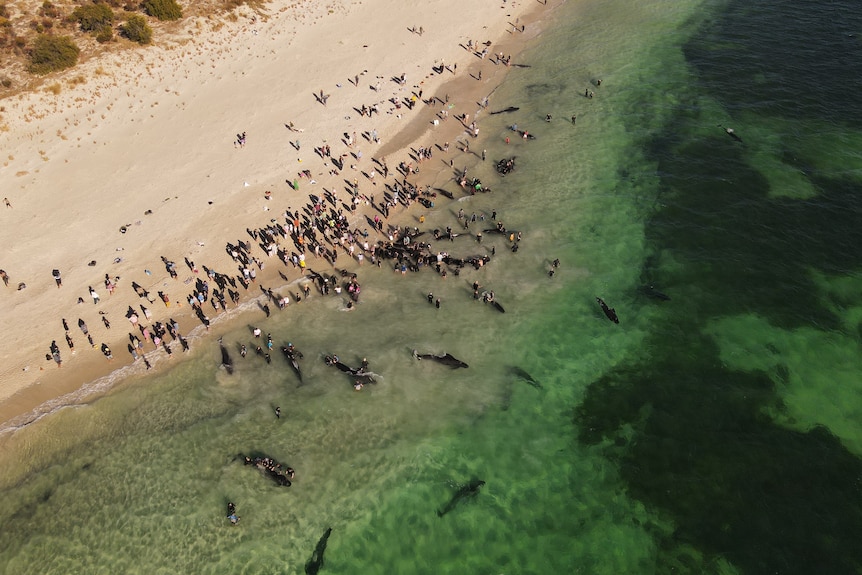 A drone photo of a large crowd of people on a beach, where whales have become stranded.