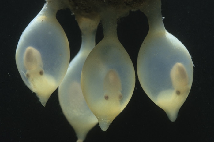 Juvenile giant Australian cuttlefish developing under rocks in the waters off South Australia.