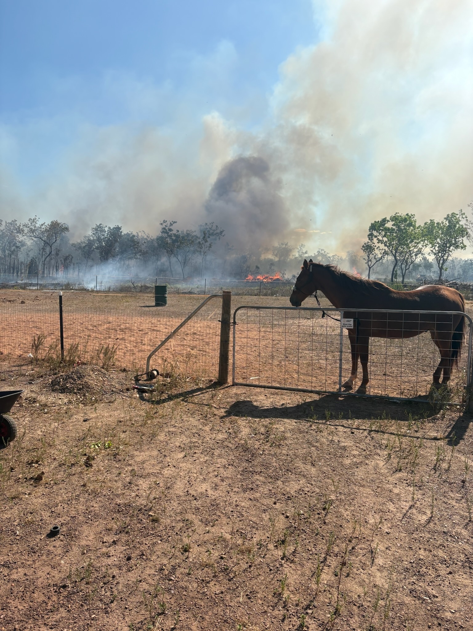 A horse stands behind a gate in a dry paddock while black smoke rises in the distance.