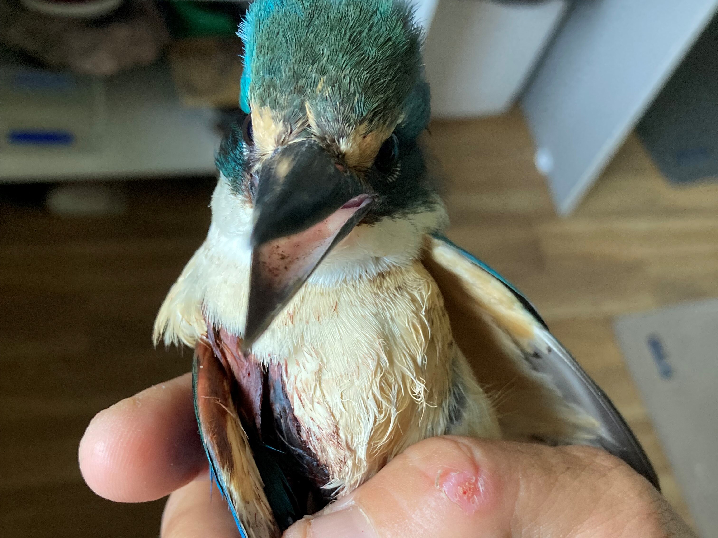 Slingshot attacks on birds causing traumatic injuries to wildlife in