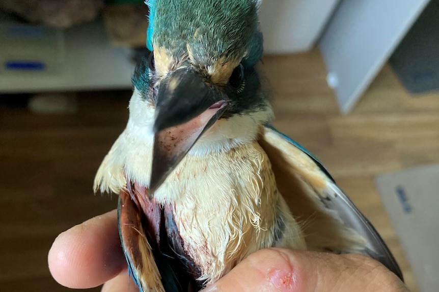 Kingfisher injured