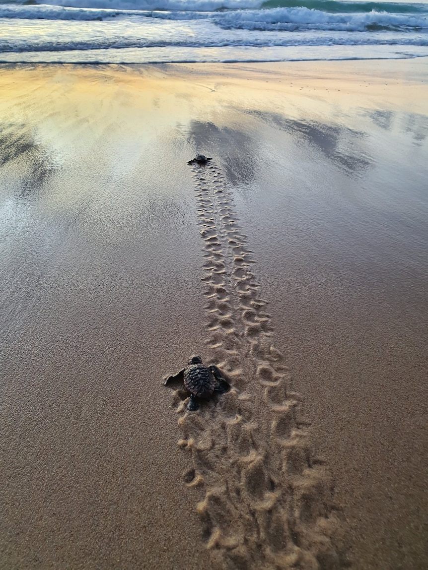 tortuga en una playa yendo al mar