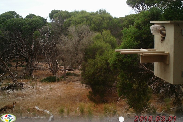 A light brown wooden nest box with a barn owl in it looking at a fox outside on the ground.