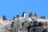 Adelie penguins on a rock in Antarctica.