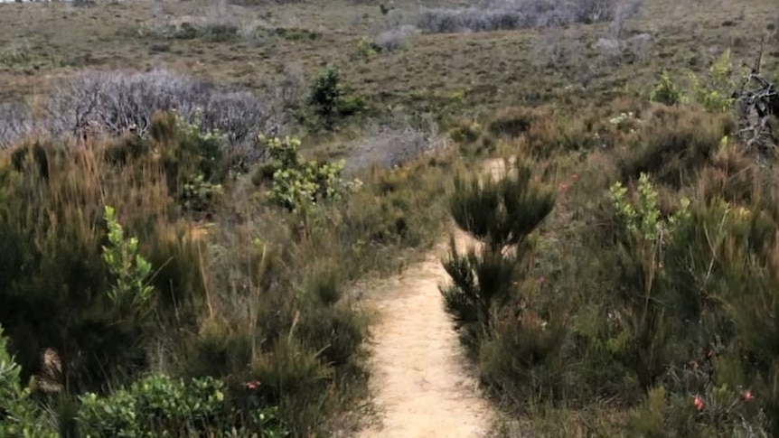 A narrow trail meanders through coastal heathland.