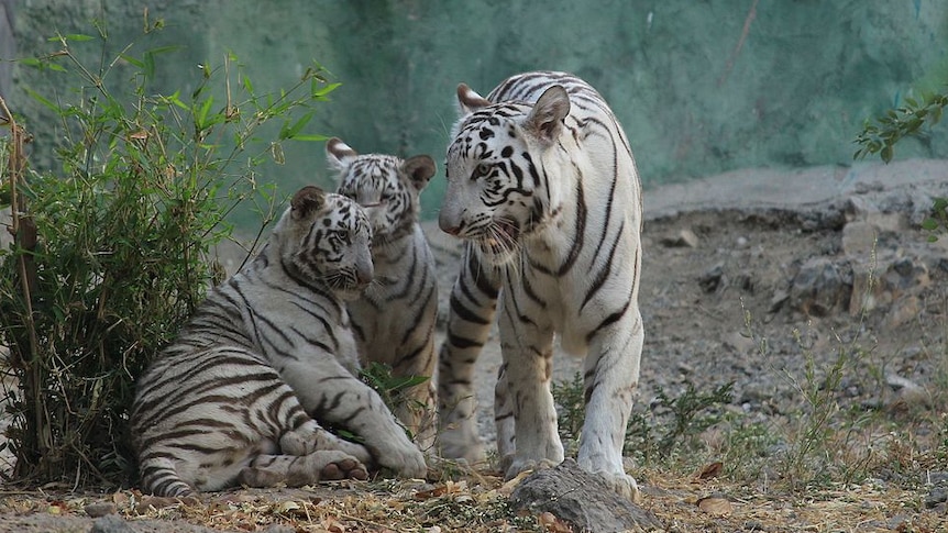 Two white tiger cubs sit near a bush while their mother bares her teeth.