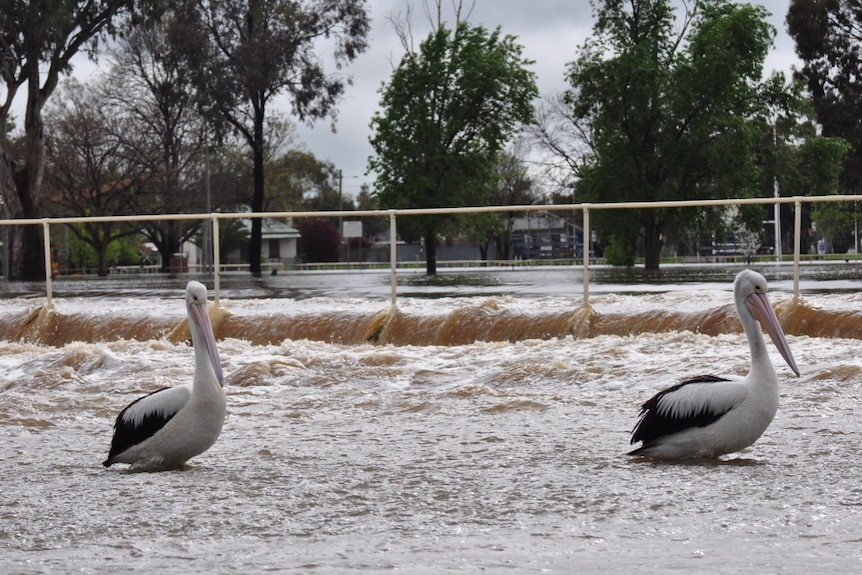 Two pelicans standing in floodwaters in a residential area