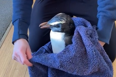 A penguin wrapped in a towel 