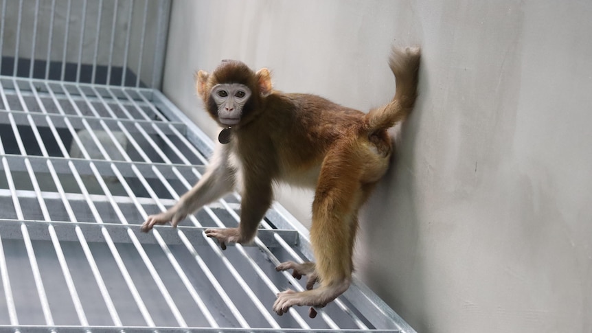 Rhesus monkey in cage