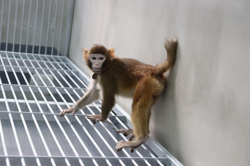 Rhesus monkey in cage