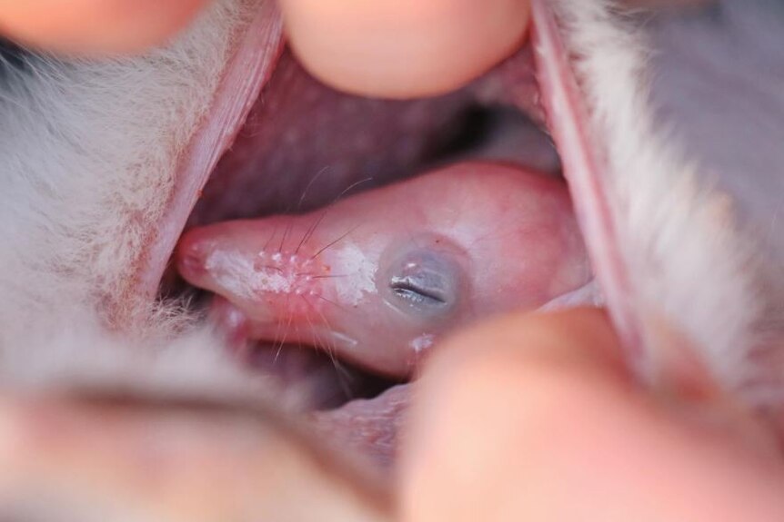 A hand opens a bilby pouch showing a close look at a pink joey inside