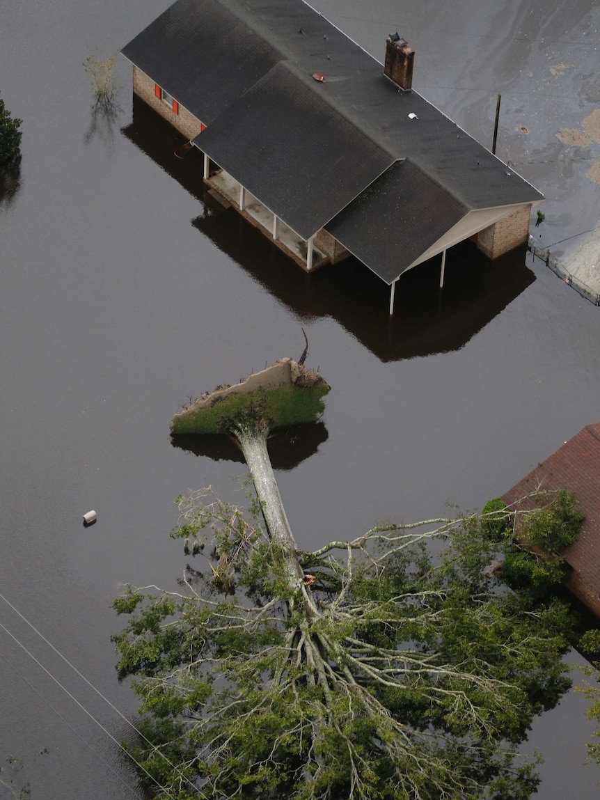 A downed tree uprooted by Hurricane Florence likes next to homes