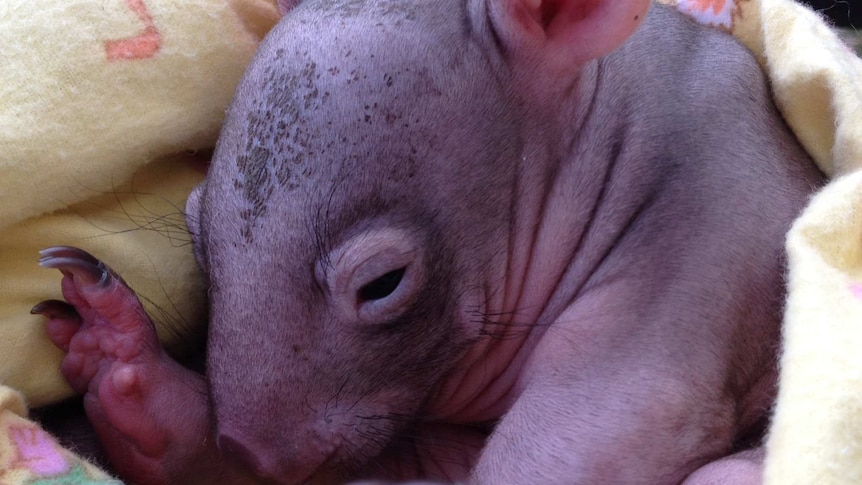 Wombat joey "Lucky"