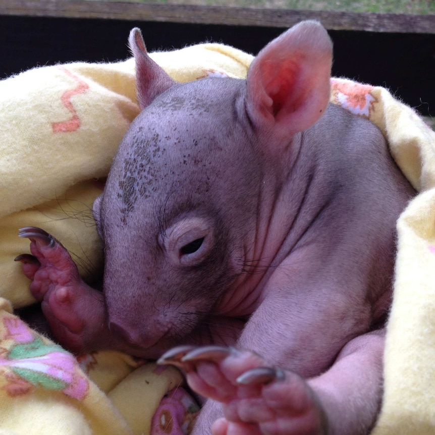 Wombat joey "Lucky"