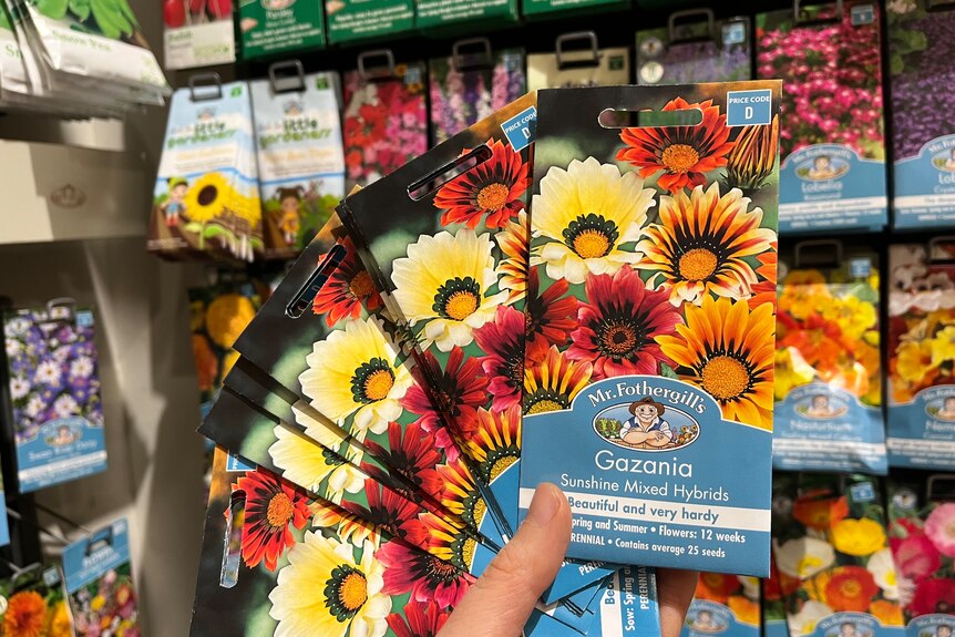 A hand holds a cluster of gazania seed packets. The packets show a yellow, orange and red daisy with blue and white lettering.