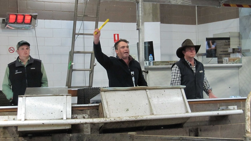 Three young auctioneers work the crowd in the livestock arena