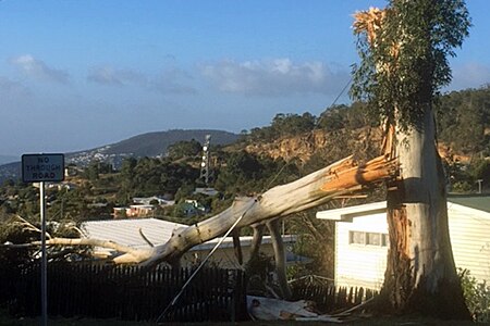 Tree snapped in Hobart