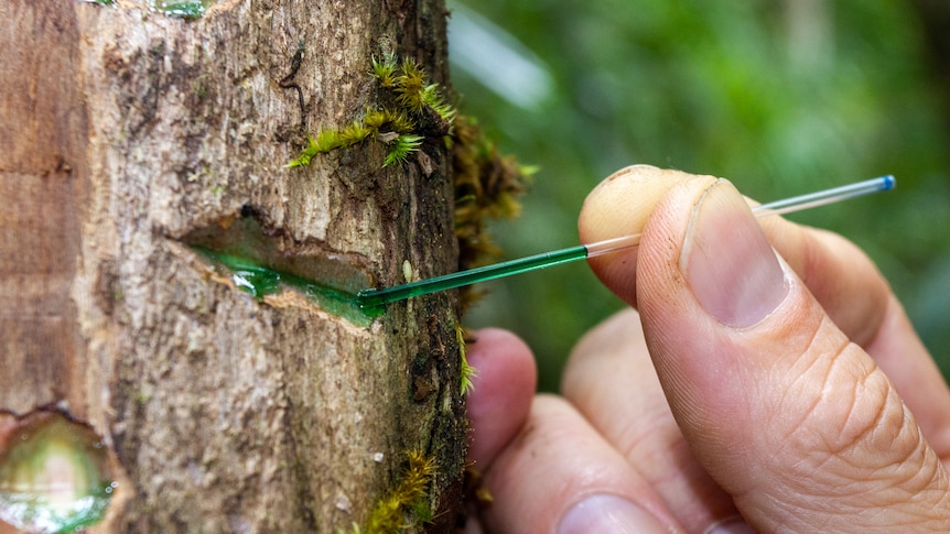 A close up of fingers holding a small tube to extract green sap that is trickling from a cut in a tree.