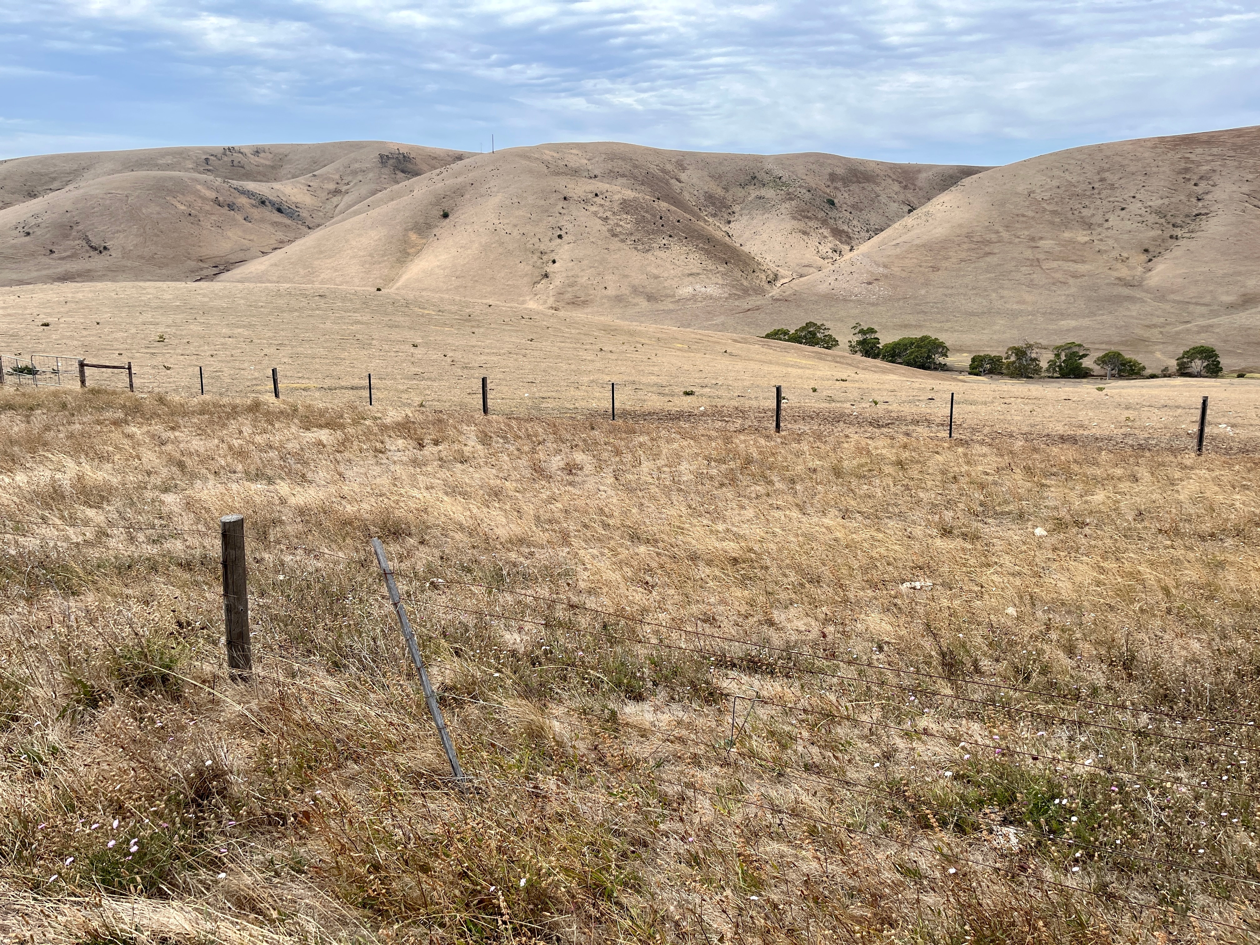 A landscape of hills covered mainly just in short brown grass, with a wire and wooden post fence across a paddock in front.