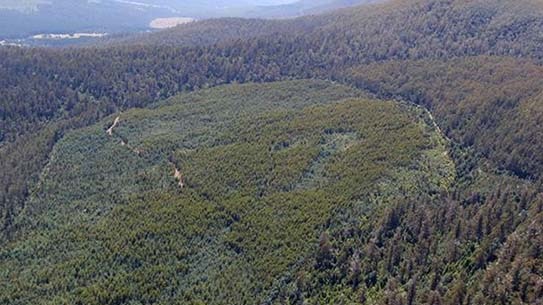 Post-logging area in the Styx-Tyenna region of Tasmania's World Heritage Area.