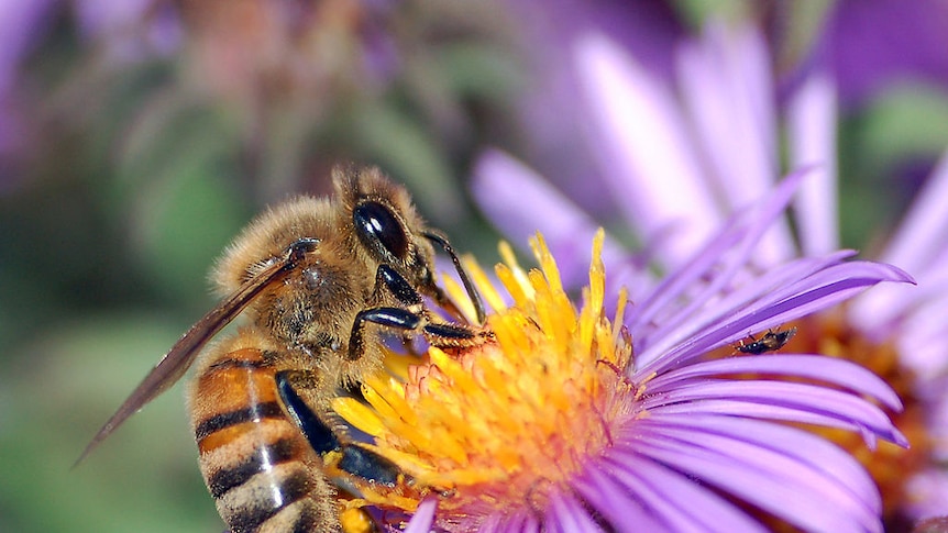 A European honey bee hovers above a purple flower to extract nectar.