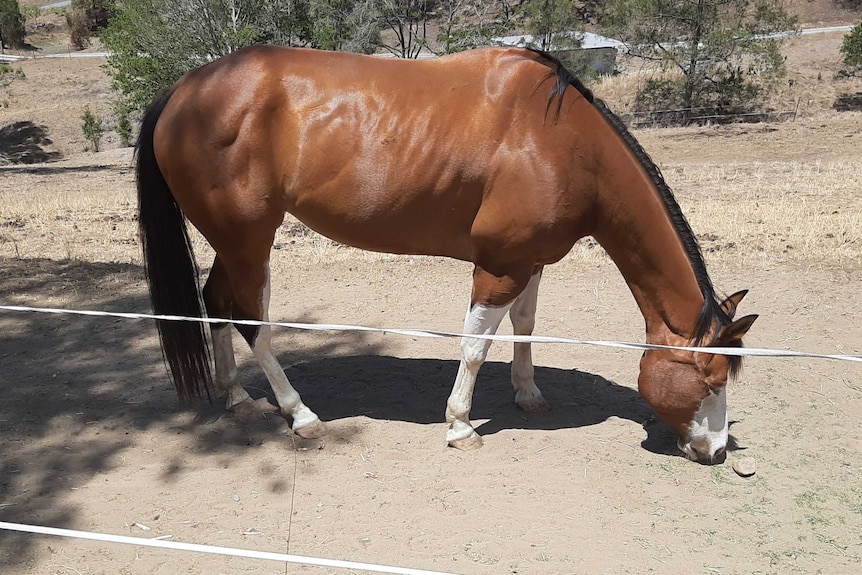 A chestnut-coloured horse snuffles in the dirt as if hoping for food.