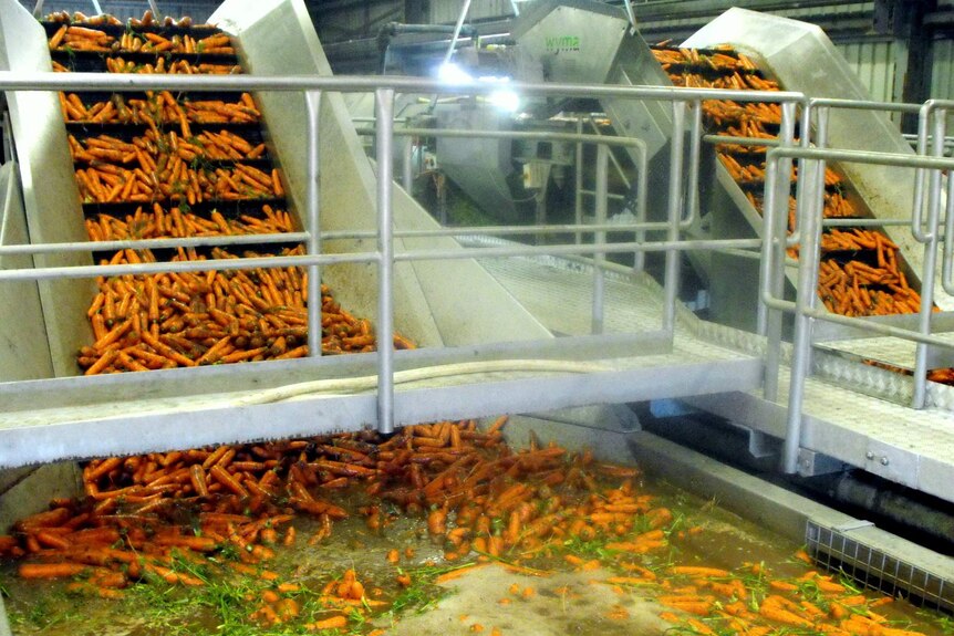 Carrots being washed at Kalfresh, Kalbar, Queensland