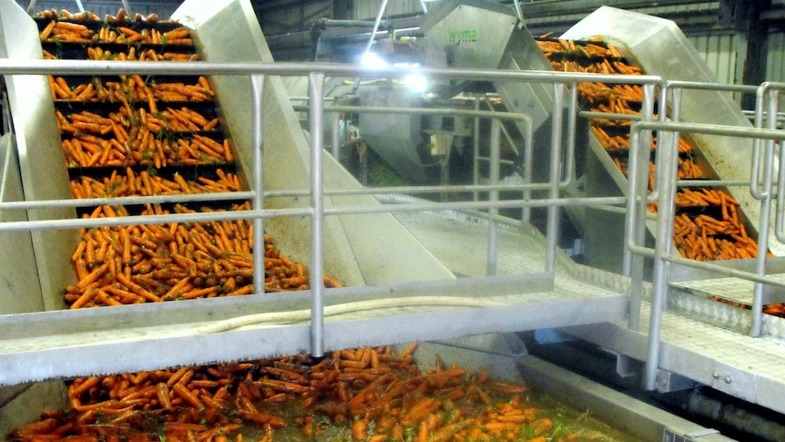 Carrots being washed at Kalfresh, Kalbar, Queensland