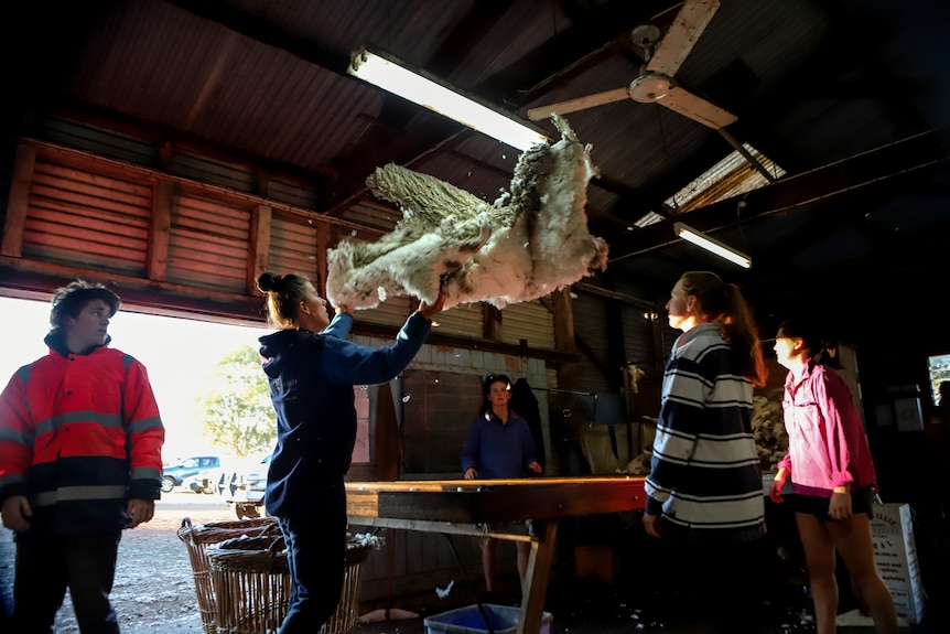 A woman throws a fleece inside a woolshed over a wooden table surrounded by workers with light streaming in from outside