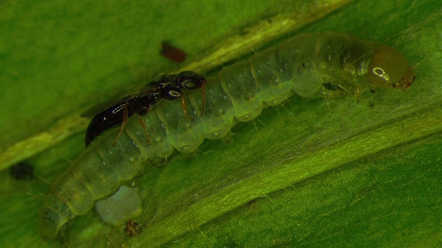 Brown wasp sitting on the back of green slug.