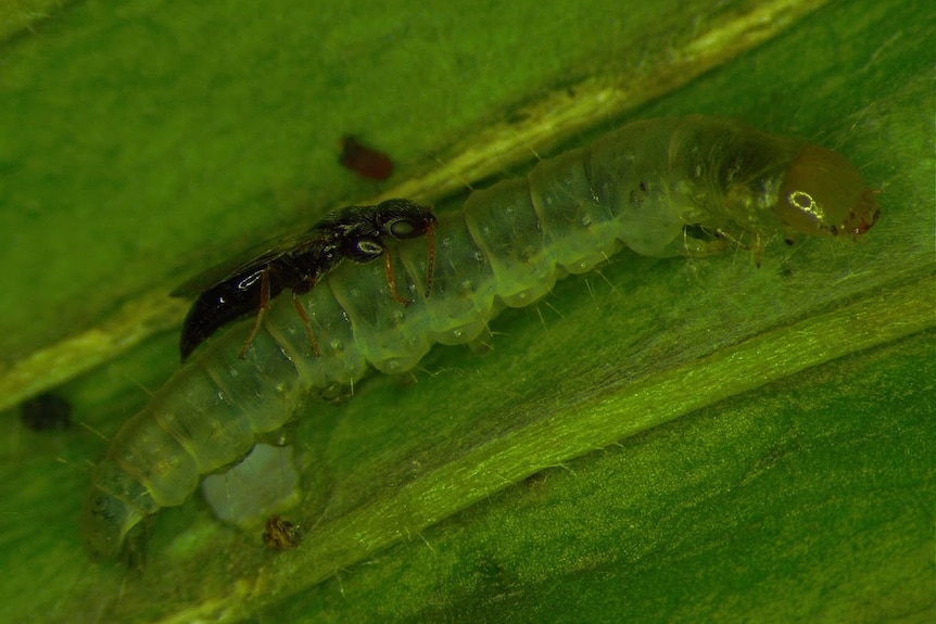 Brown wasp sitting on the back of green slug.