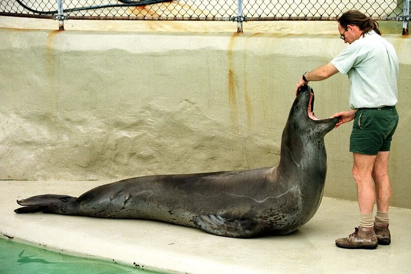 The seals are exhausted after swimming from Antarctica to Australia. (File photo)