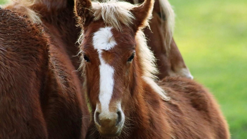 Brumbies feeling the heat in the Hunter Valley.