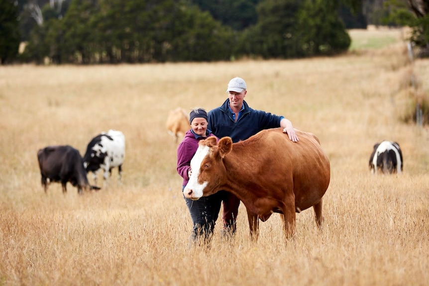 A husband and wife stand next to a dairy cow in a brown field.