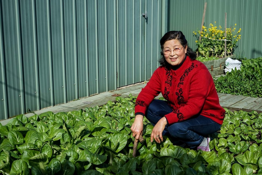 A woman bends down and tends to growing vegetables in a verdant backyard vegetable patch next to a green steel shed.