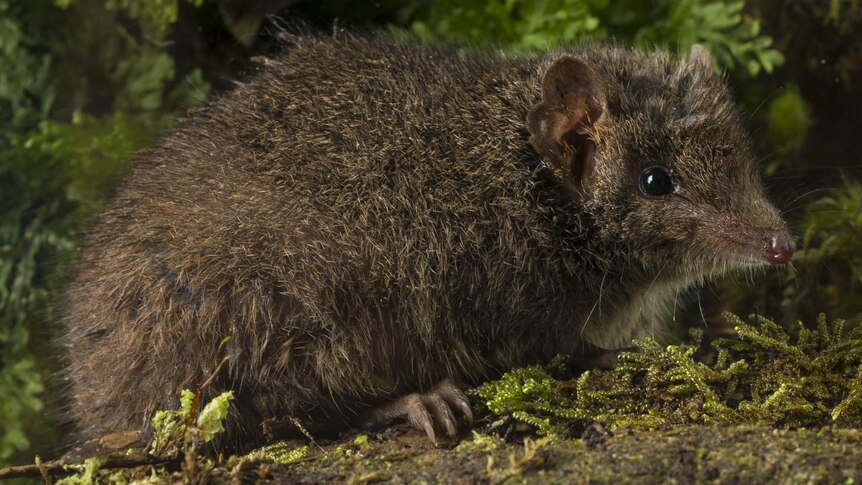 Mainland dusty antechinus (Antechinus mimetes).