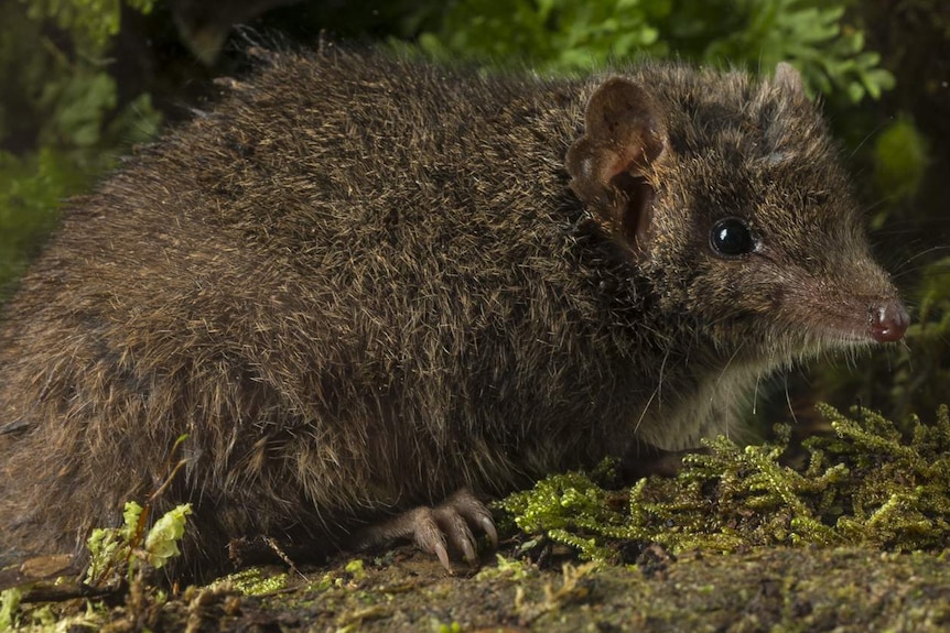 A close-up of a small rodent-like creature