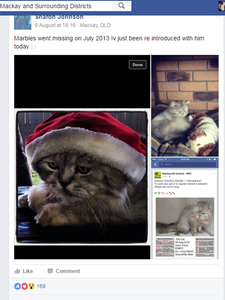 Social media post of a cat with a Christmas hat. Next to it is another picture of the same cat looking feral and unkempt.