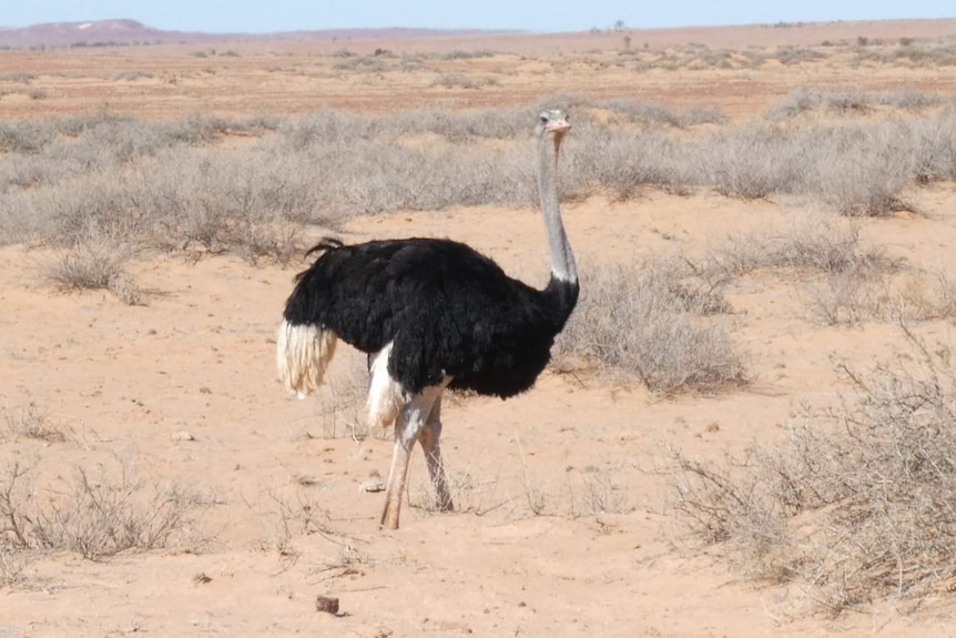 An ostrich living in the outback, north of Marree