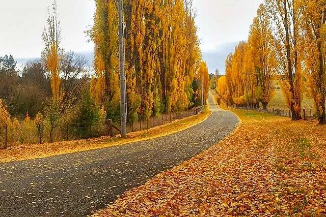 A poplar-tree-lined country road in autumn